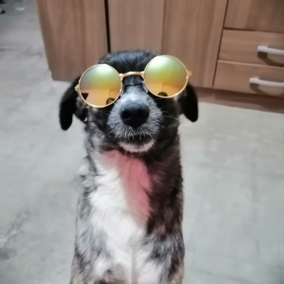 5/25 Pet Sunglasses Cat (M) size or small Dog (L) size - Picture 3 of 16